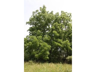 Property photo 19 - 419 +/- Acres offered in 6 Tracts, Land Auction